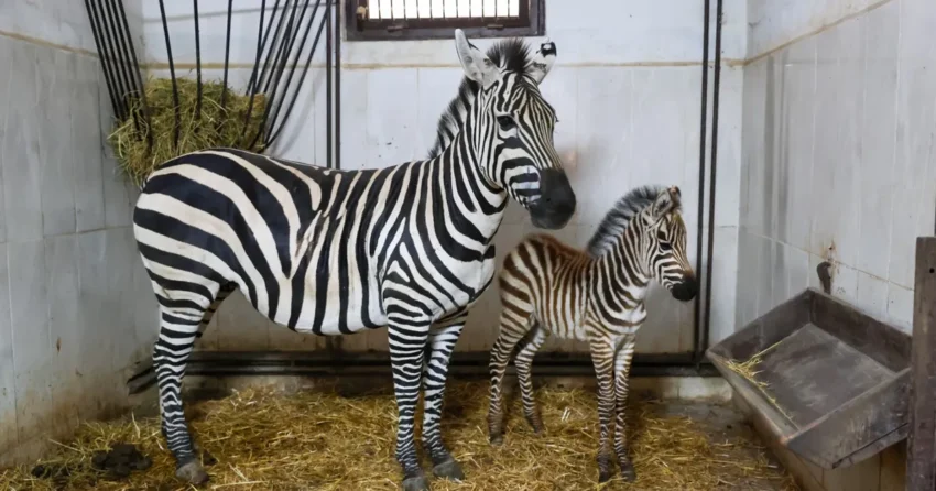 Bursa hayvanat bahcesinde zebra ailesi buyuyor rOEKiSHk.webp