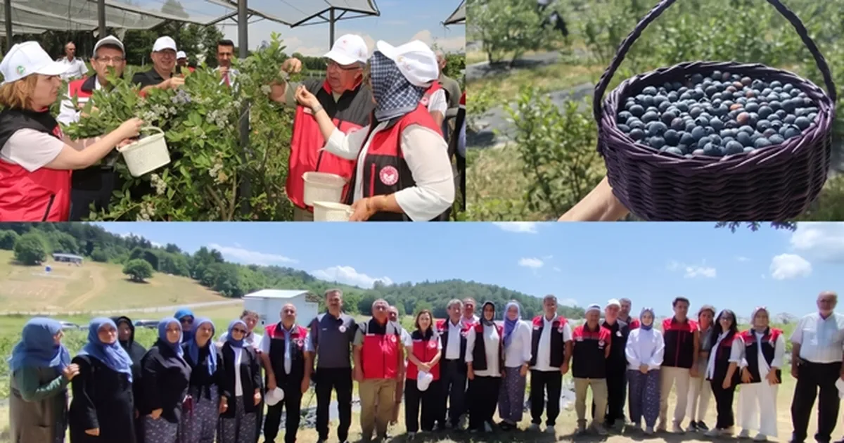 Bursa’da organik maviyemiş üretimi yaygınlaşıyor