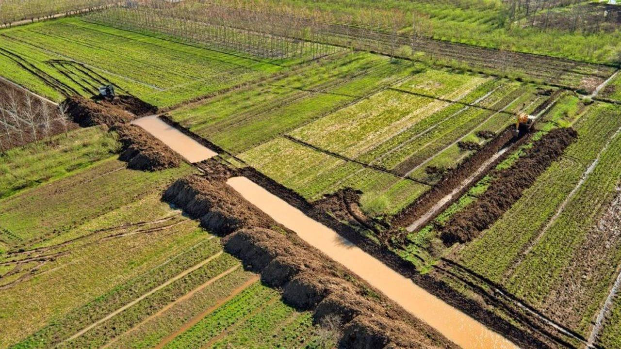 Çarşamba Ovası’nda sezonun ilk hasadı başladı: Bu yıl tam 60 ton rekolte bekleniyor