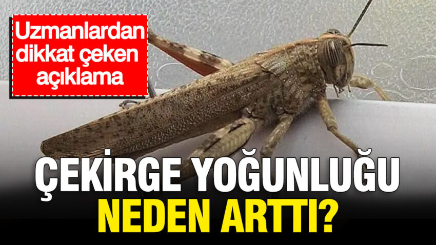Cekirge yogunlugu neden artti uzmanlardan dikkat ceken aciklama 8tCSxeIq.jpg