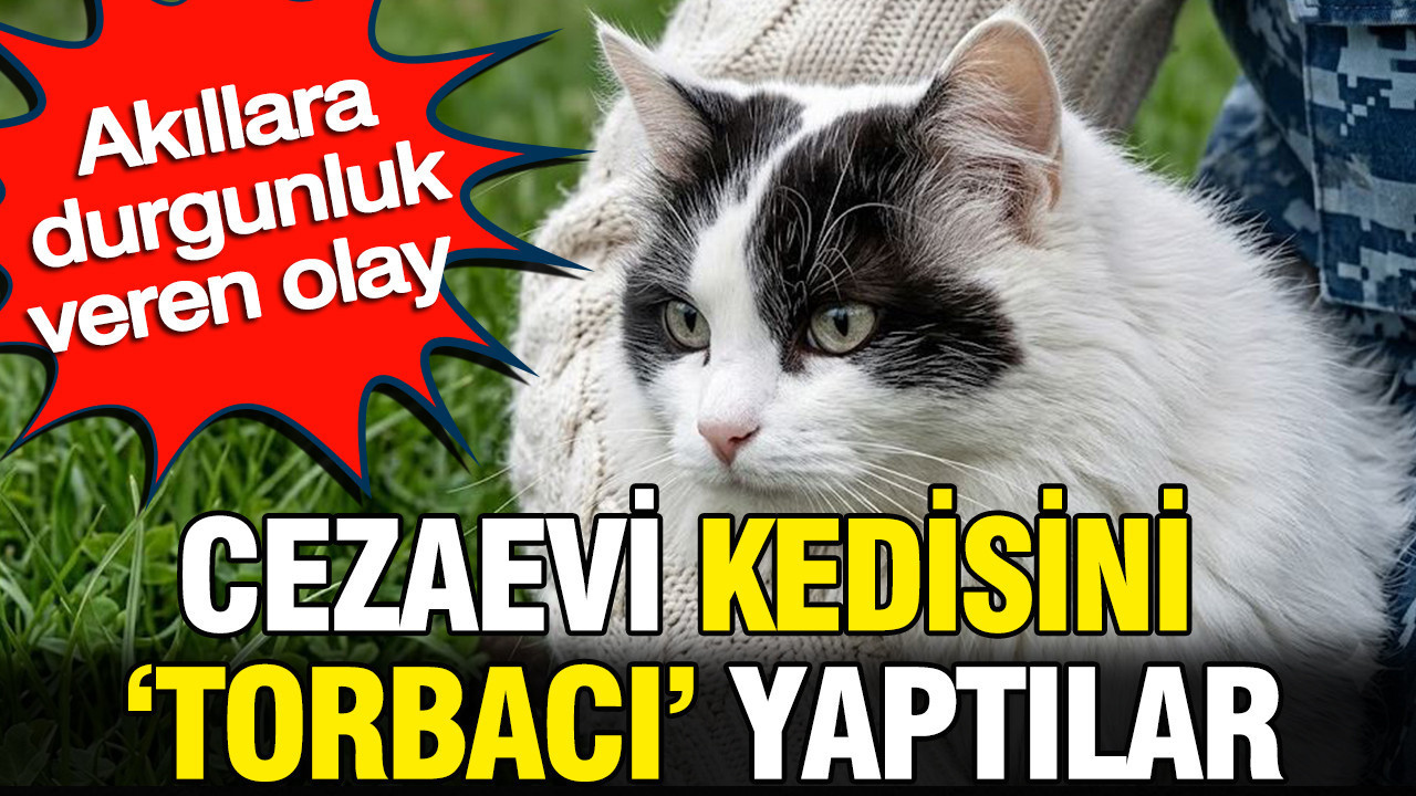 Cezaevi kedisini ‘torbacı’ yaptılar: Akıllara durgunluk veren olay
