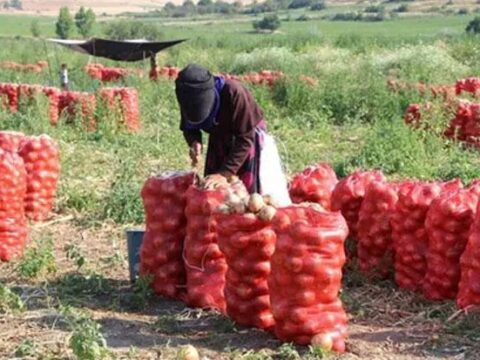 Ciftciler 2 yil zarar edince bu yil daha az ekti sogan fiyati 1 ayda 8BjH2AkQ.jpg