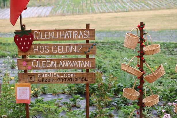 Cilekli mahallesinde sinirsiz yeme izni koye giden cilegini dalindan topluyor 8Ryfc1kW.jpg