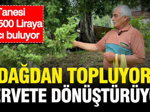 Dagdan topluyor servete donusturuyor tanesi bin 500 liraya alici buluyor MYxIIASA.jpg