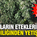 Daglarin eteklerinde kendiliginden yetisiyor sifali bitkiye siparis yagiyor bxK99EOj.png