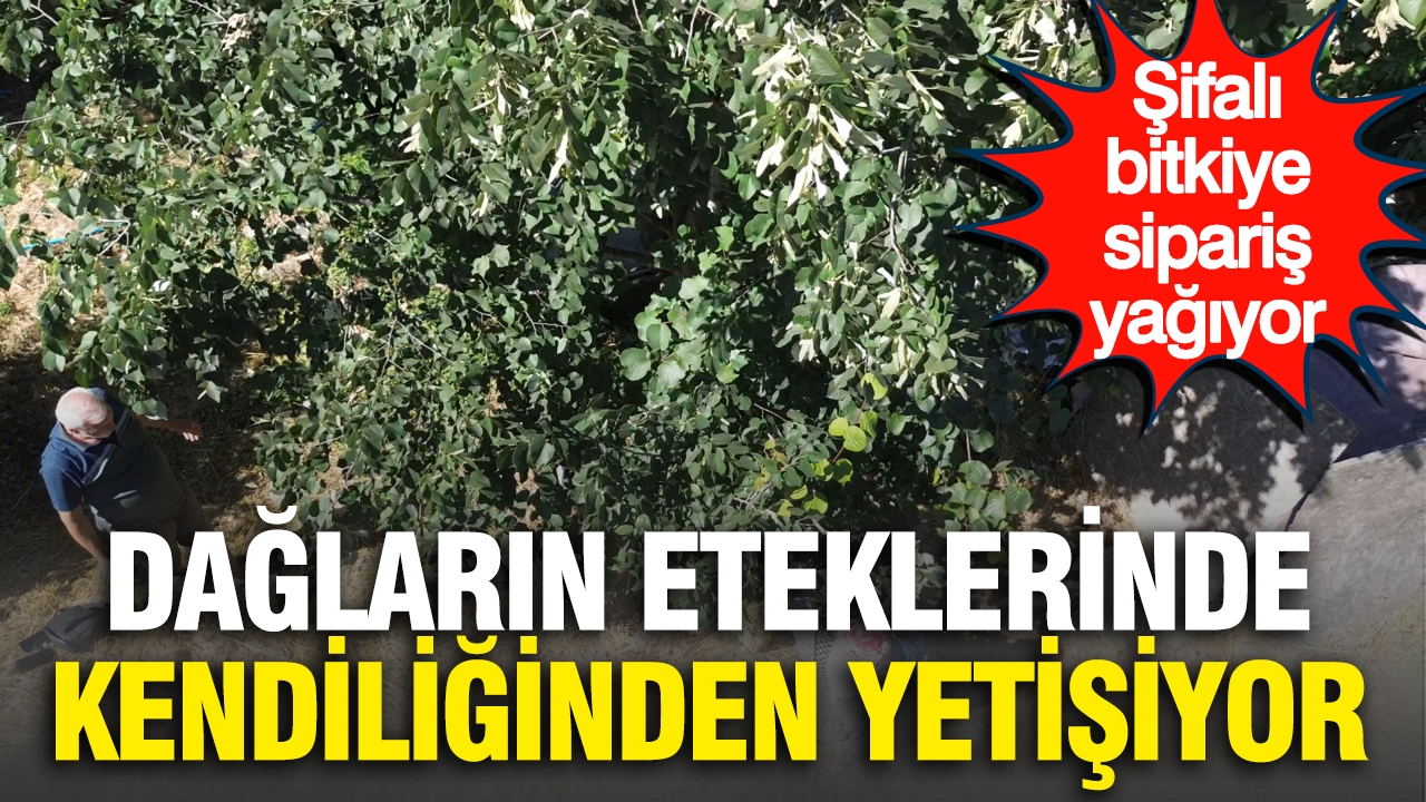 Dağların eteklerinde kendiliğinden yetişiyor: Şifalı bitkiye sipariş yağıyor