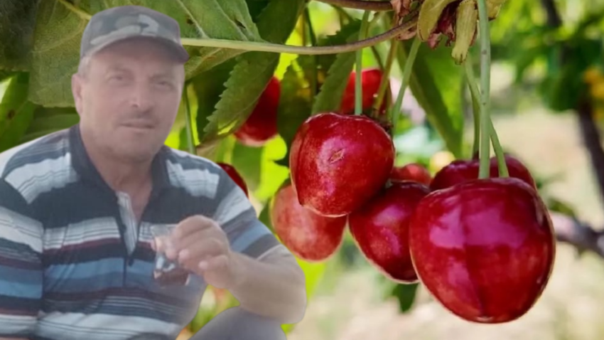 Dalindan kopardiklari kiraz sonlari oldu pes pese can verdiler Cr4meP66.png