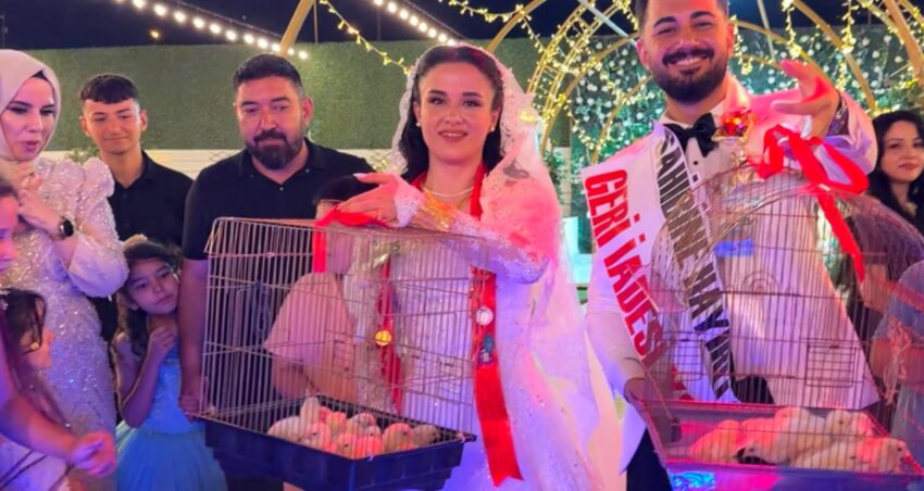 Damada dugunde siradisi hediye altin yerine 100 civciv takti IMFwTLRQ.jpg