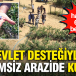 Devlet destegiyle verimsiz arazide kurdu ilk hasatta 6 ton bekliyor RPVRSYZl.png
