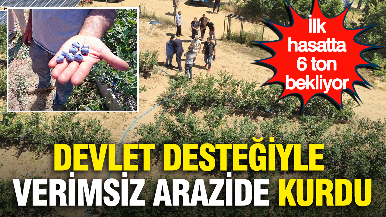Devlet desteğiyle verimsiz arazide kurdu… İlk hasatta 6 ton bekliyor