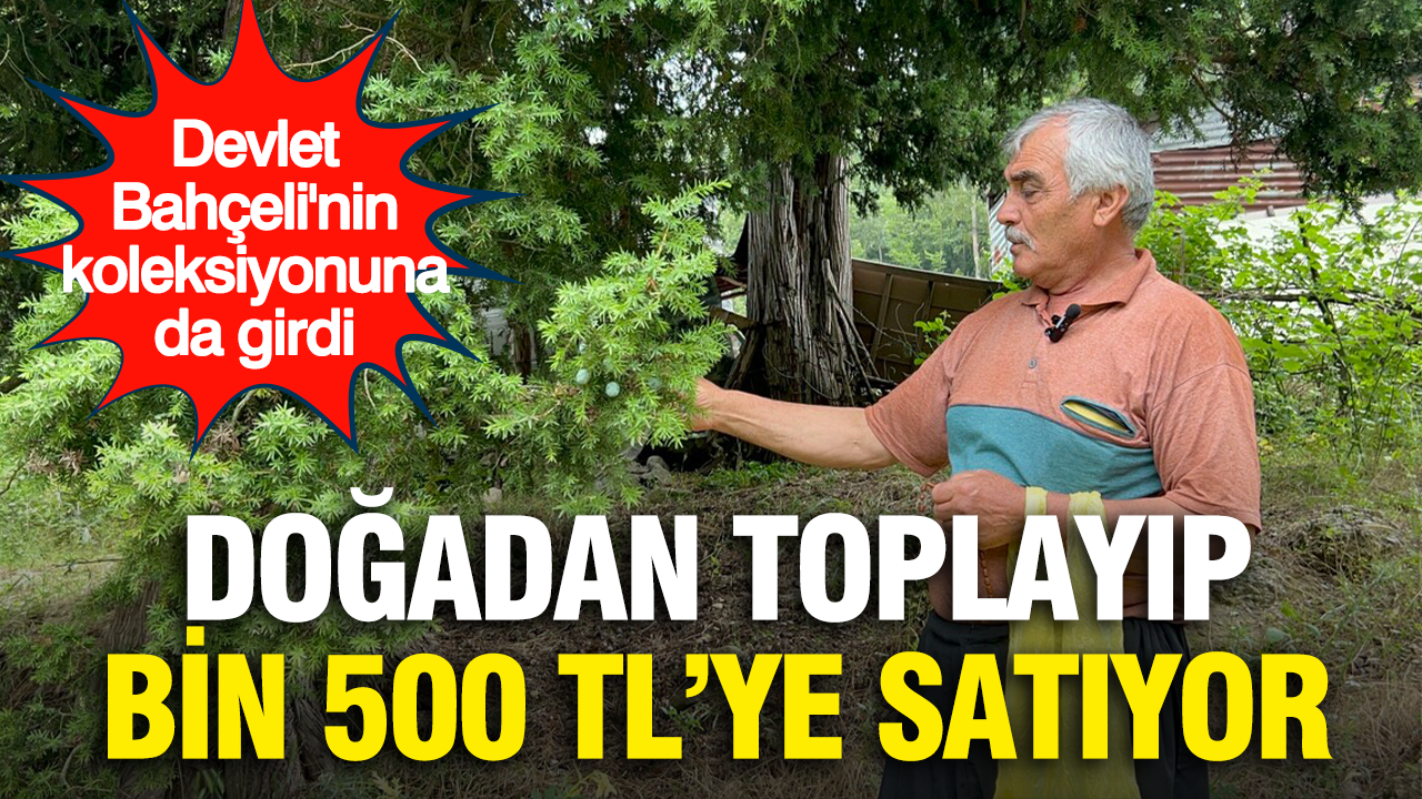 Doğadan topladığı çekirdekleri bin 500 TL’ye satıyor: Devlet Bahçeli’nin koleksiyonuna da girdi