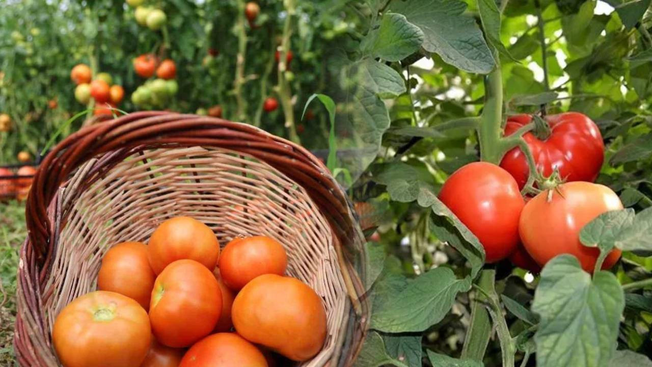 Domates hasadı için köylerinden kilometrelerce uzağa gidiyorlar: Sebebini duyan inanamıyor