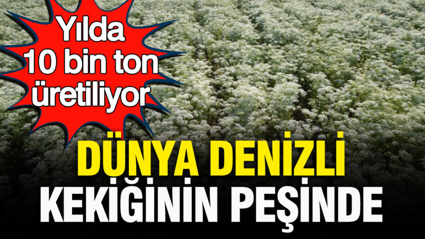 Dunya denizli kekiginin pesinde yilda 10 bin ton uretiliyor CZF8Of6D.jpg