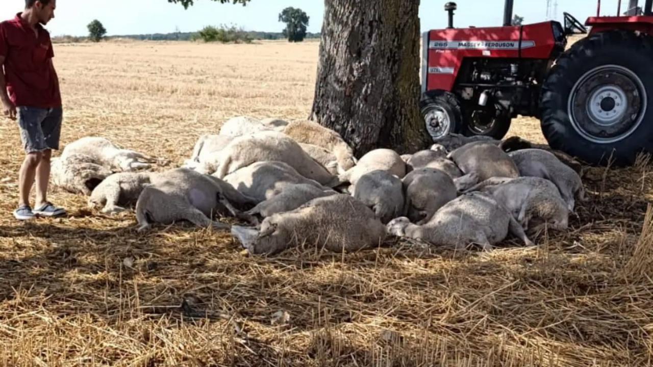 Edirne’de yıldırım düşen ağacın altındaki 30 koyun öldü