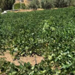 Egeli hububatcilar yilin ilk yarisinda 554 milyon dolarlik ihracat yapti WPQGqrM2.jpg