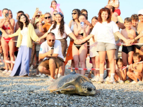 Engelli caretta caretta icin seferber oldular dunyada bir ilk oldu KXnHvv6q.jpg