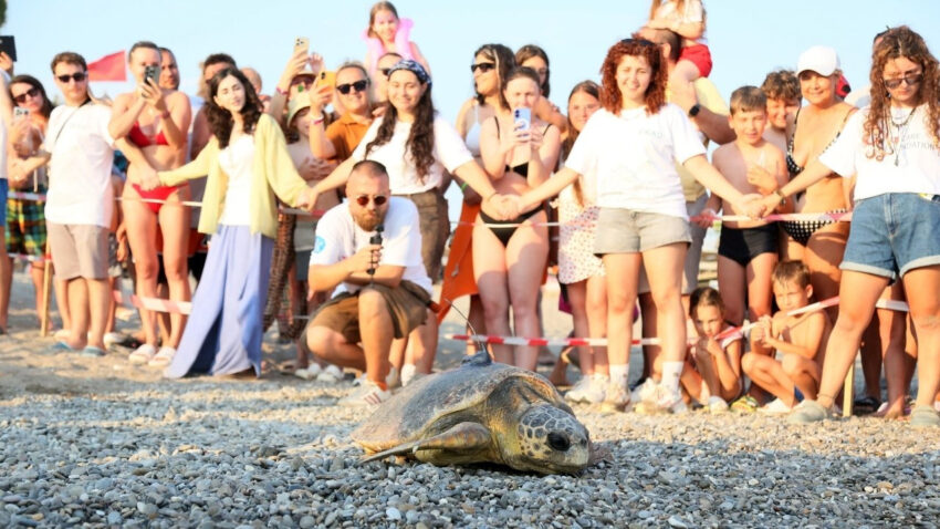 Engelli caretta caretta icin seferber oldular dunyada bir ilk oldu KXnHvv6q.jpg