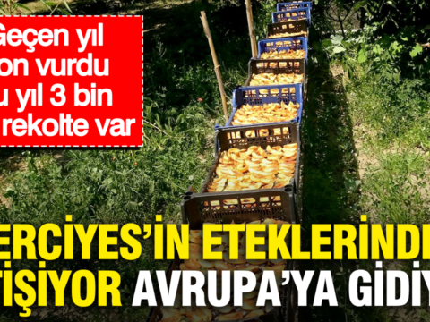 Erciyesin eteklerinde yetisiyor avrupaya gidiyor gecen yil don vurdu bu yil 3 bin ton DlEtad6L.png