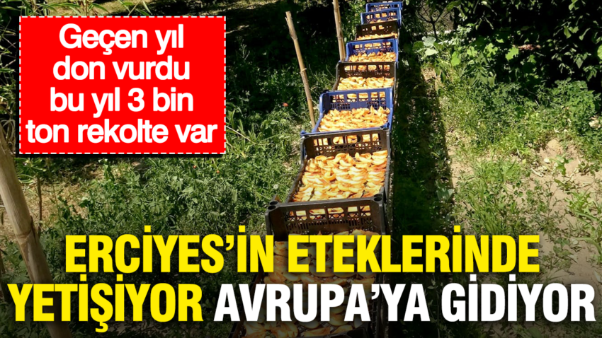 Erciyesin eteklerinde yetisiyor avrupaya gidiyor gecen yil don vurdu bu yil 3 bin ton DlEtad6L.png