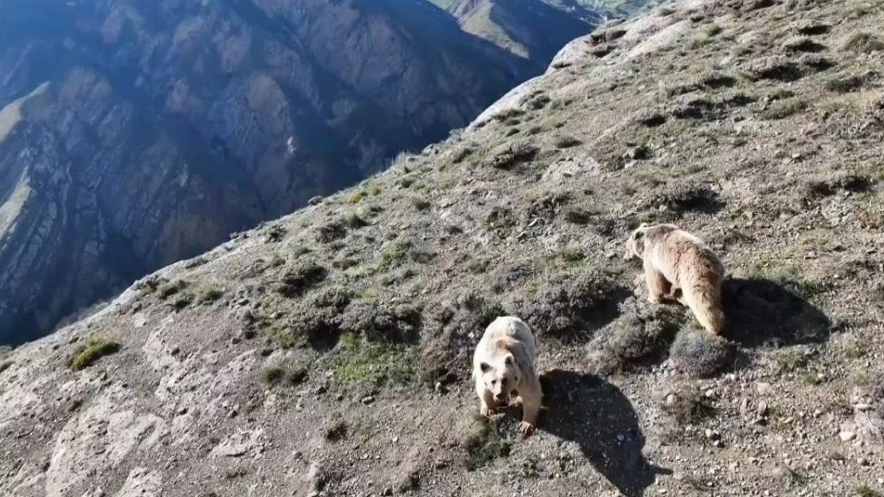 Erzincan’da ayı saldırısı: Yaralı vatandaş ameliyata alındı