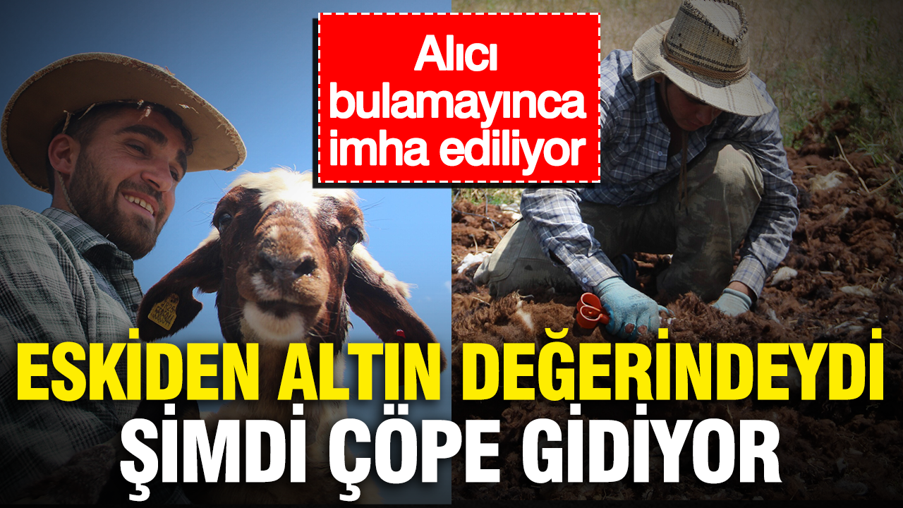 Eskiden altın değerindeydi, şimdi çöpe gidiyor… Alıcı bulamayınca imha ediliyor