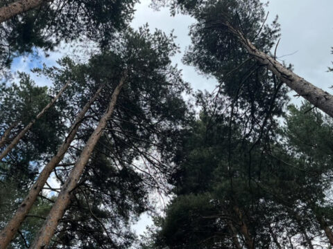 Finlandiyadan aliyorduk artik erzurumda uretilecek 55e8a5WP.jpg