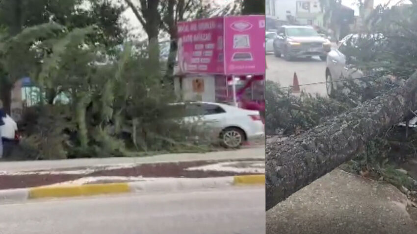 Firtina dev agaci kokunden soktu ispartada firtina alarmi K3QhVJwv.jpg