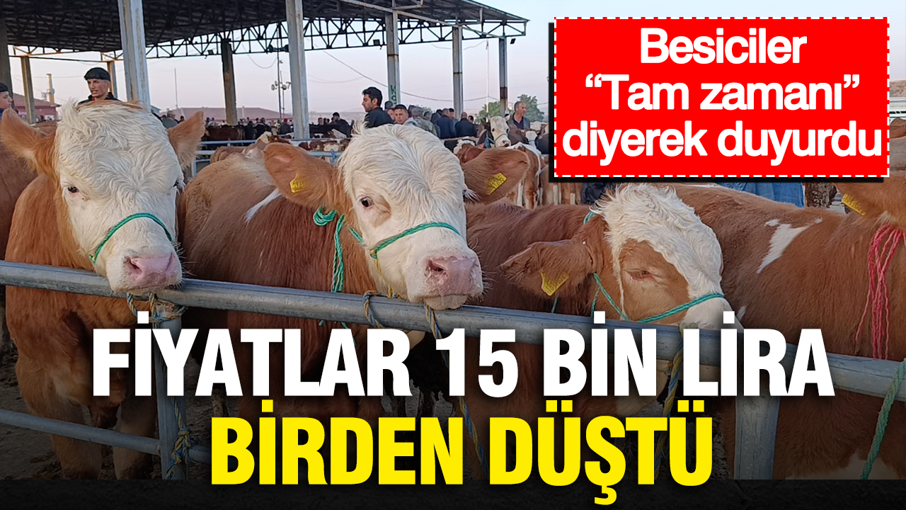Fiyatlar 15 bin lira birden düştü… Besiciler “Tam zamanı” diyerek duyurdu
