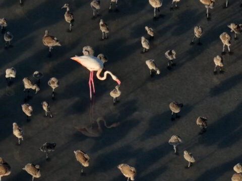 Flamingo cennetinde 5 yilin rekoru kirildi kurakliktan kurtulunca binlerce yavruya yuva oldu ekvQLa1N.jpg
