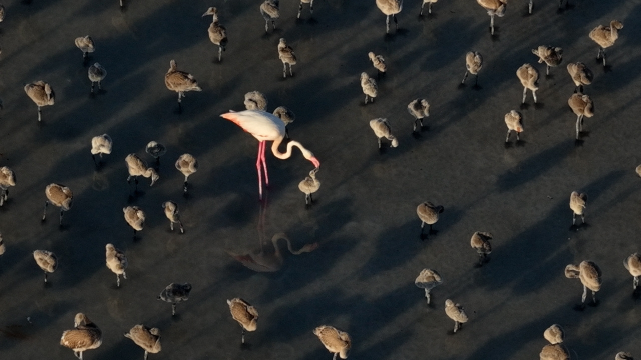 Flamingo cennetinde 5 yılın rekoru kırıldı: Kuraklıktan kurtulunca binlerce yavruya yuva oldu
