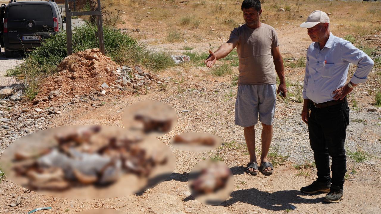 Gaziantep’te yol kenarına bırakılan at kafatası ve kemikleri hayrete düşürdü