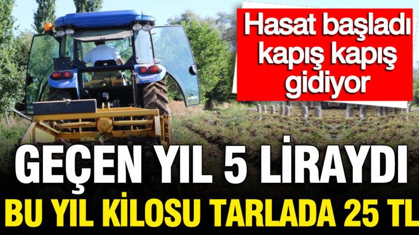 Gecen yil 5 liraydi bu yil kilosu tarlada 25 tl hasat basladi JPTkwrRw.jpg
