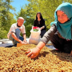 Gecen yil sifir cekmislerdi 40 derece sicaklikta yapilan hasat bu sene 600 ton bereket lCTeVn5B.jpg