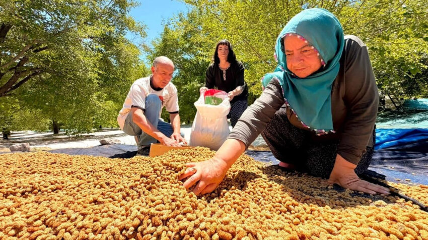 Gecen yil sifir cekmislerdi 40 derece sicaklikta yapilan hasat bu sene 600 ton bereket lCTeVn5B.jpg