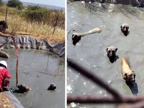 Golette mahsur kalan 4 kopegi vatandaslar kurtardi cLuQuYZS.jpg
