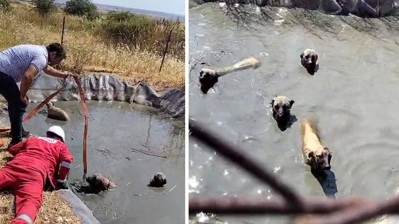 Gölette mahsur kalan 4 köpeği vatandaşlar kurtardı
