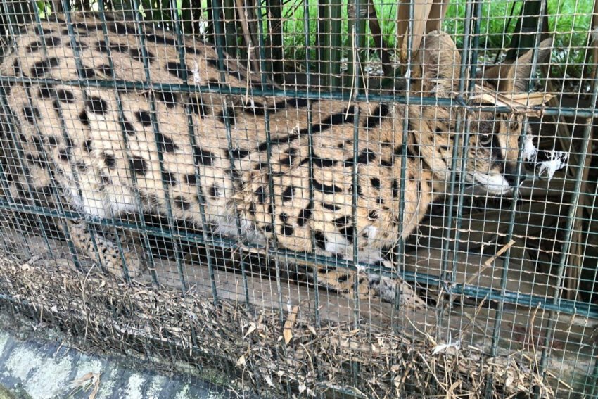 Hamzabeyli gumruk kapisinda serval kedisi operasyonu SulAtjFE.jpg