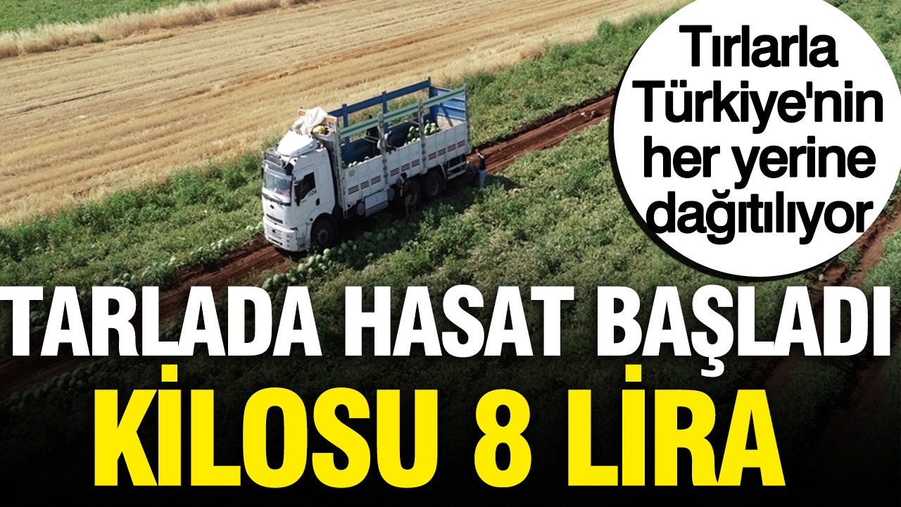 Hasat başladı tarlada kilosu 8 lira, tırlarla Türkiye’nin her yerine dağıtılıyor