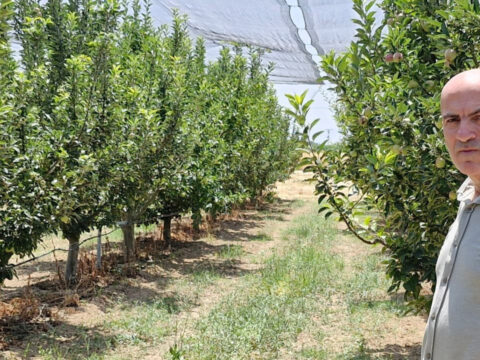 Hasat donemi yaklasiyor ciftciyi bekleyen buyuk tehlike karamanda elma bereketi tm27uVyK.jpg