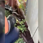 Hatayda yerlesim alanina giren yilanlar itfaiye ekiplerince yakalandi XcpBMZYP.jpg