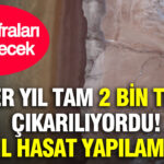 Her yil tam 2 bin ton cikariliyordu bu yil hasat yapilamiyor tum sofralari etkileyecek yNlQUydq.jpg