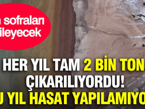 Her yil tam 2 bin ton cikariliyordu bu yil hasat yapilamiyor tum sofralari etkileyecek yNlQUydq.jpg