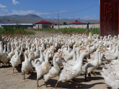 Hobi olarak basladigi iste koyunlarini da satip ciftlik kurdu her yil 800 yavru uretiyor 4J7HhUmc.jpg