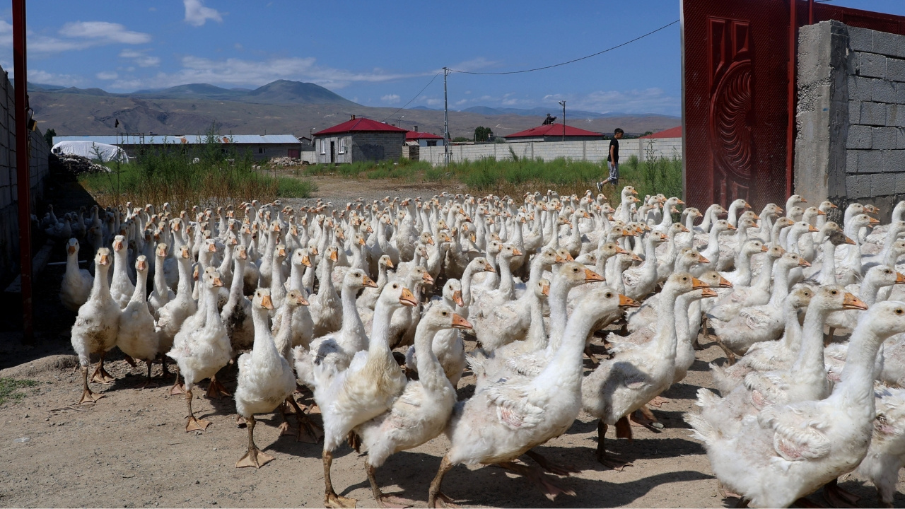 Hobi olarak başladığı işte koyunlarını da satıp çiftlik kurdu: Her yıl 800 yavru üretiyor