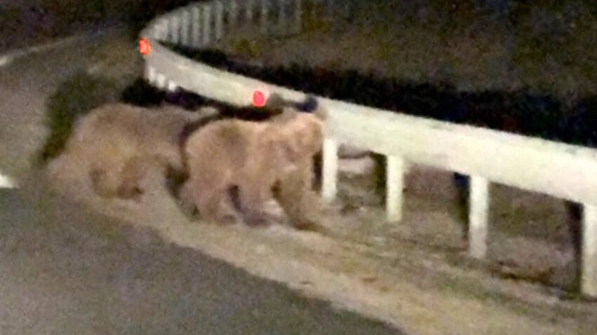Iki ayi yavrusu yola cikti gece surprizi kamerada biONOPl7.jpg