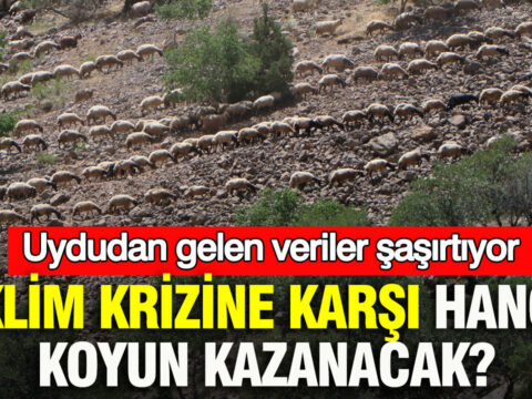 Iklim krizine karsi hangi koyun kazanacak uydudan gelen veriler ne soyluyor fqKH8NU3.jpg