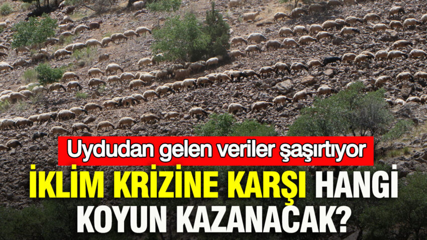 Iklim krizine karsi hangi koyun kazanacak uydudan gelen veriler ne soyluyor fqKH8NU3.jpg