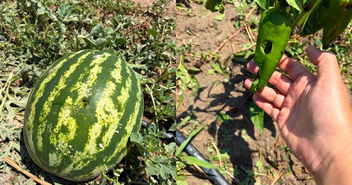 İpsala’da dolu felaketi: Tarım arazileri zarar gördü