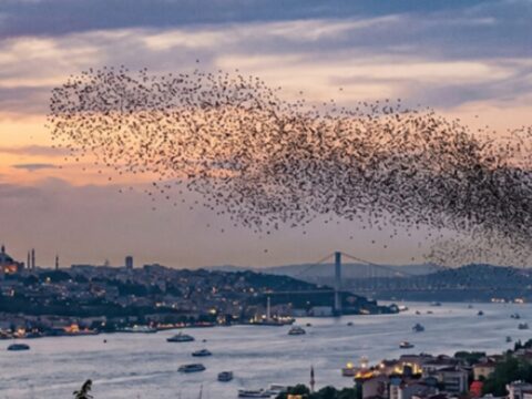 Istanbula kadar ulastilar suruler halinde turkiyeye geliyorlar PRUJzN7r.jpg