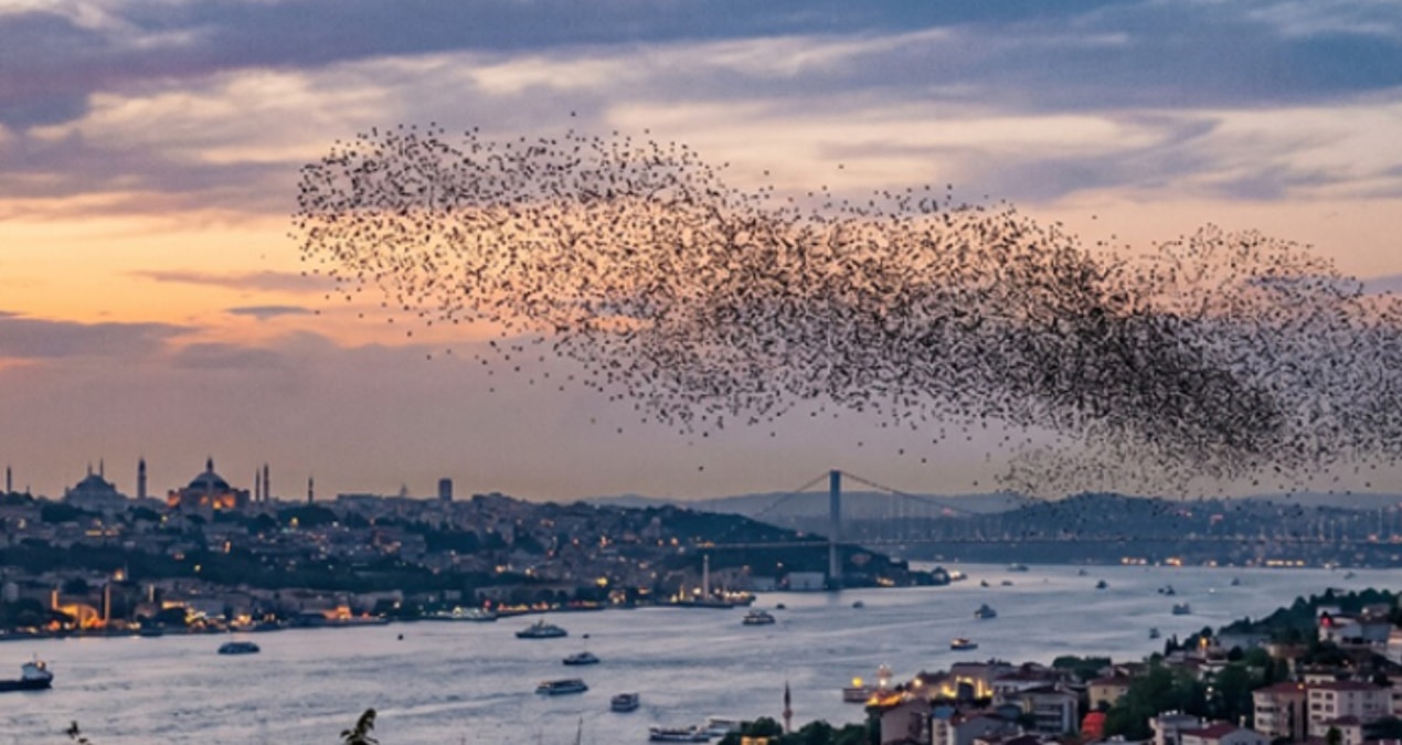 İstanbul’a kadar ulaştılar! Sürüler halinde Türkiye’ye geliyorlar